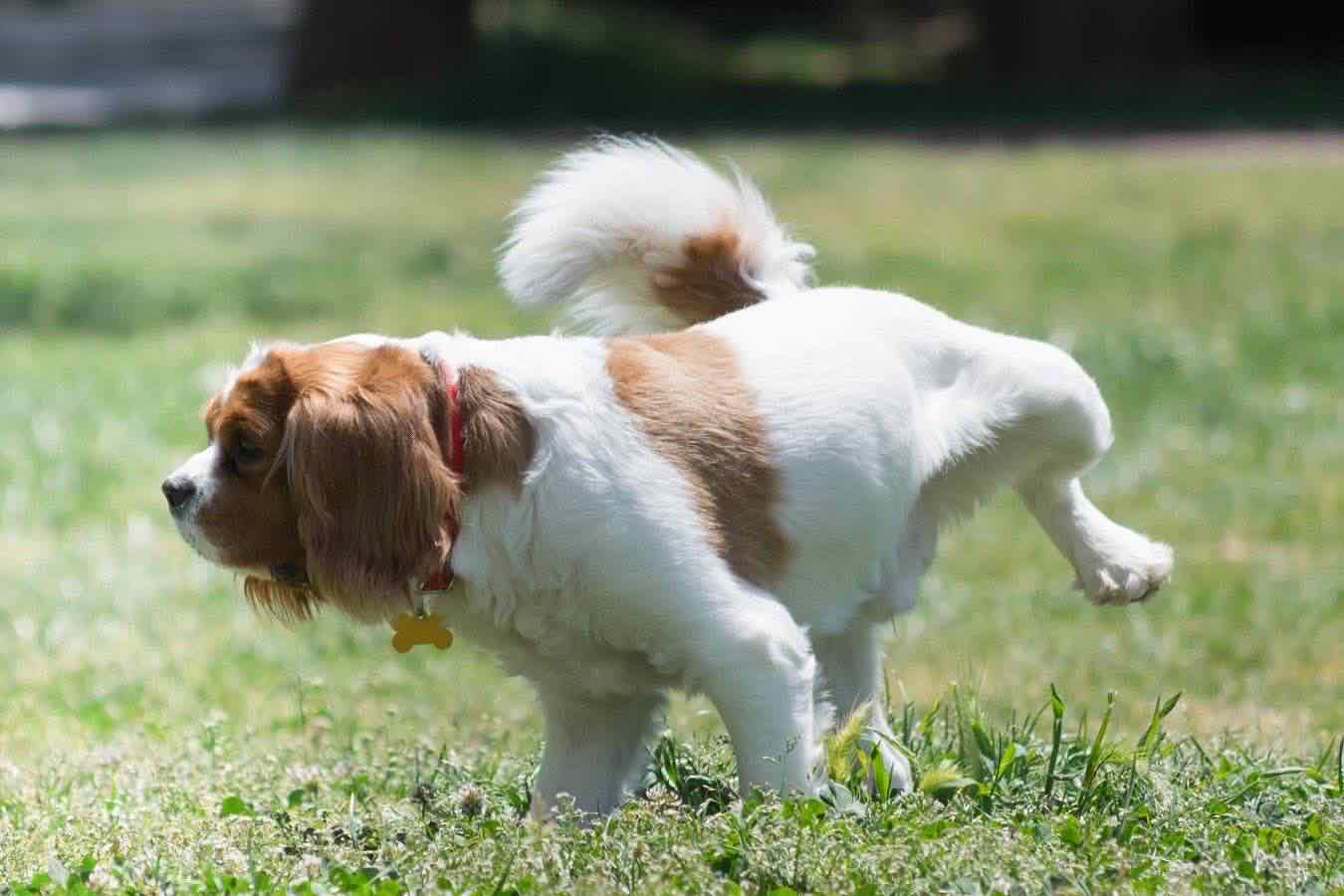 Livorno, scatta l’obbligo di pulire la pipì dei cani per strada: cosa rischia chi non rispetta le nuove regole