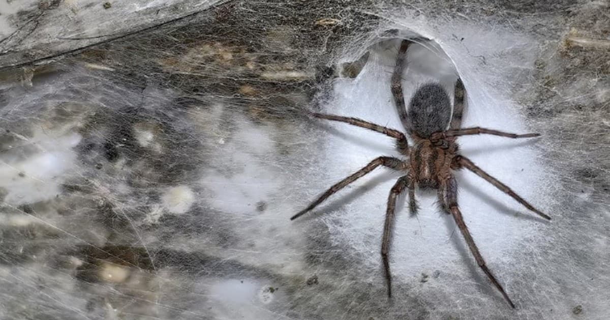 Una telaraña de 106 metros con 110.000 arañas: el hallazgo que sorprende a los científicos