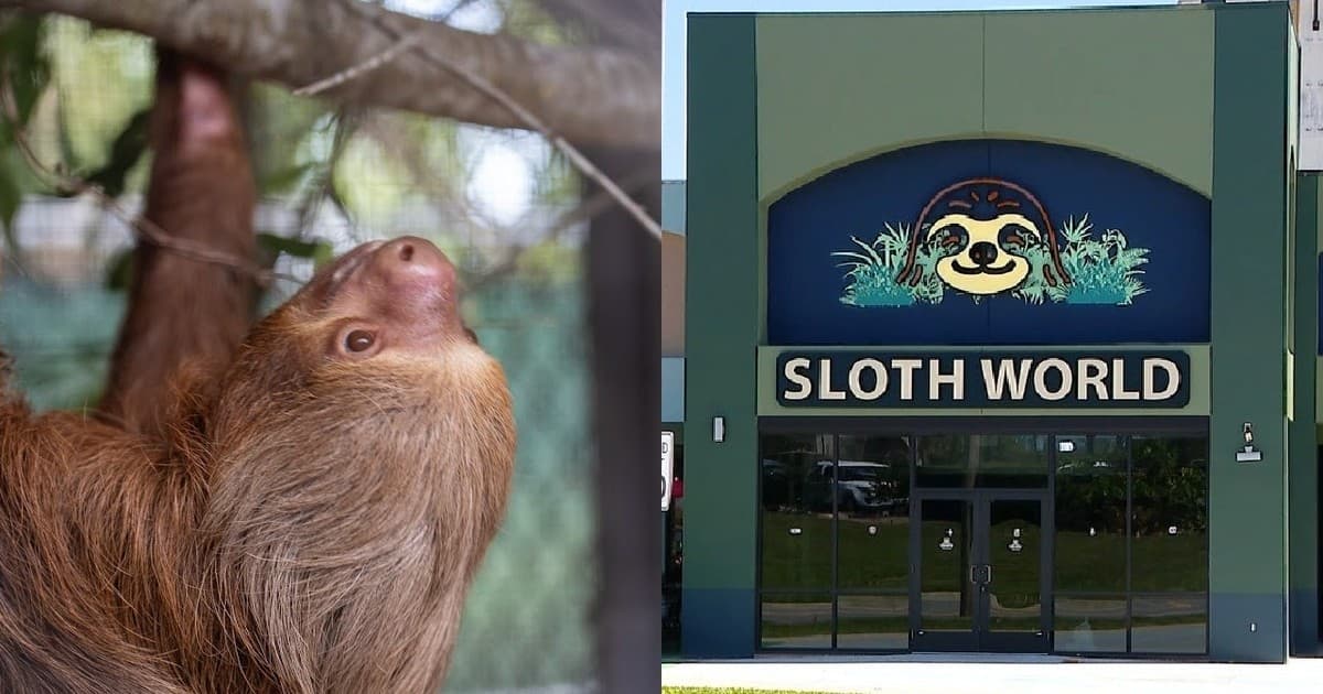 Tragedia en Florida: más de 50 perezosos murieron en el fallido proyecto Sloth World y la Fiscalía General inicia una investigación criminal contra la organización